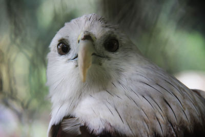 Close-up portrait of owl