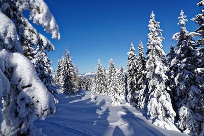 Snow covered plants and trees against blue sky