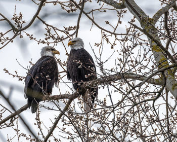 Low angle view of birds perching on tree