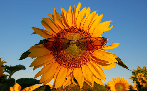 Sunflower with glasses against the blue morning.