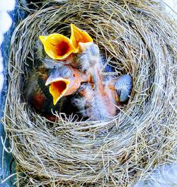 High angle view of bird in nest