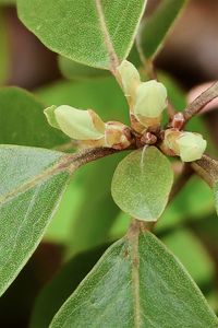 Close-up of green plant