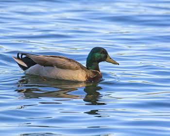 Duck swimming in lake