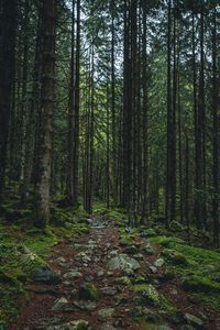 forest
