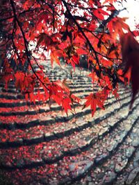 Close-up of autumn tree