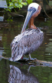 Close-up of bird perching on lake