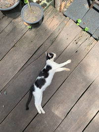 High angle view of cat on boardwalk