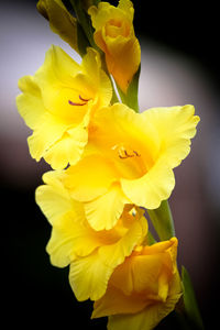 Close-up of yellow daffodil flowers