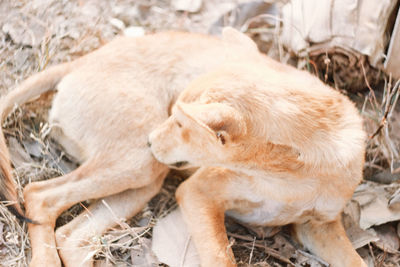 High angle view of cat sleeping on field