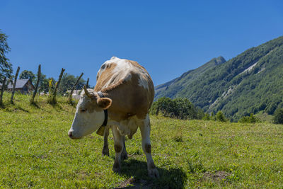 Cow in a field