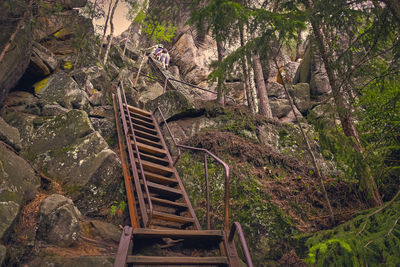 Plants growing on staircase in forest