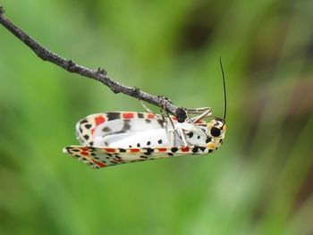 Close-up of butterfly on leaf