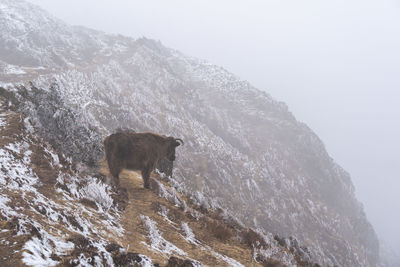 View of horse on mountain