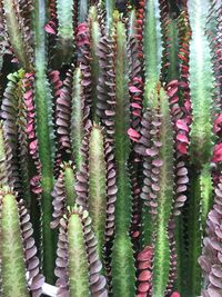 Close-up of succulent plant