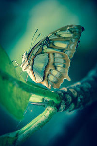 Close-up of insect on flower