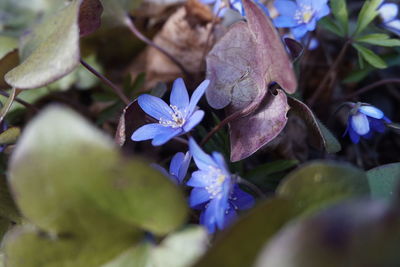 Close-up of purple flowering plant