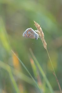 Close-up of butterfly on leaf