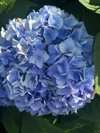 Close-up of purple hydrangea flowers