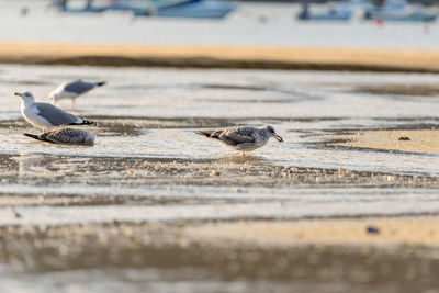 Seagull perching on a beach