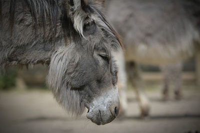 Close-up of a horse on field