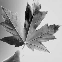 leaf