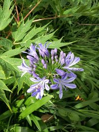 Close-up of purple flowers blooming outdoors