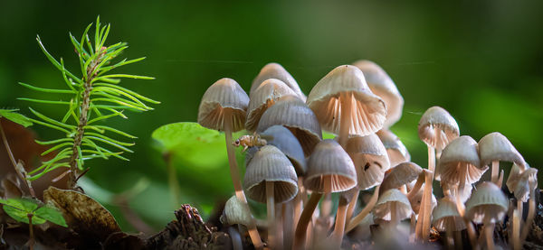 Close-up of mushrooms growing on land