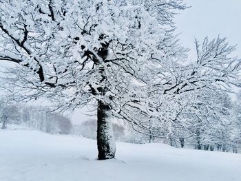 Tree on snow covered landscape