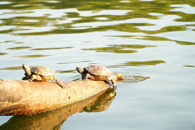 Birds on a lake