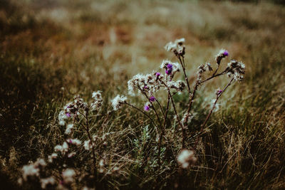 Close-up of purple flowering plant on field