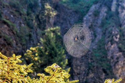 Close-up of spider web on plant in forest