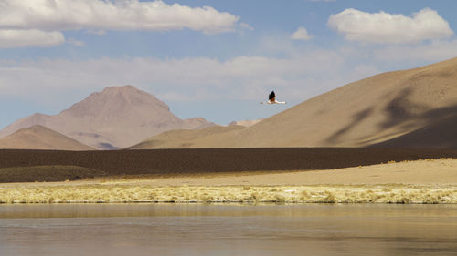 Bird flying over lake at desert against sky