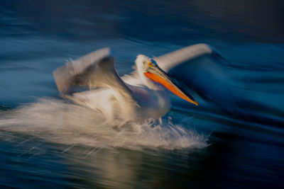 Close-up of bird in lake