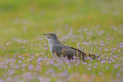 Close-up of bird on field