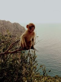 Monkey sitting on rock against sky