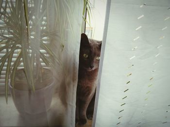 Close-up portrait of cat