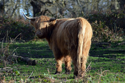 Horse in a field