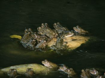 Rocks in water