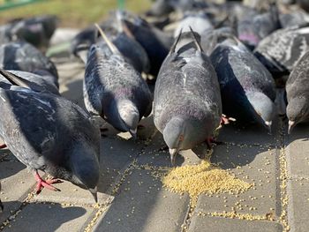 Close-up of pigeons feeding