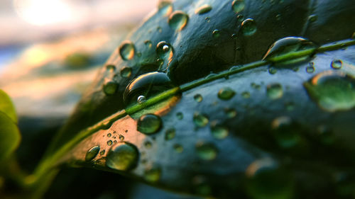 Close-up of water drops on leaf