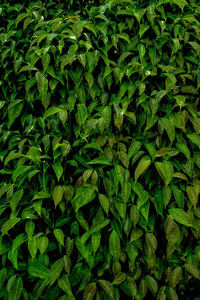 Full frame shot of fresh green leaf