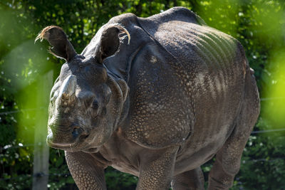 Rhinoceros standing in zoo