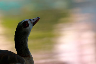 Egyptian goose in lake