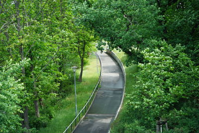 Road amidst trees in forest