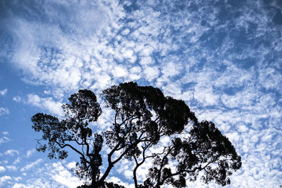 Low angle view of tree against sky