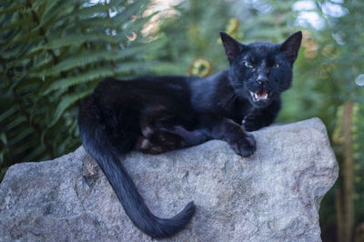 Portrait of black cat