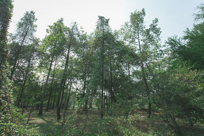 Low angle view of trees against sky