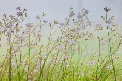 Close-up of purple flowering plants on field