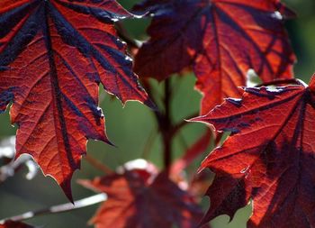 Close-up of maple leaves