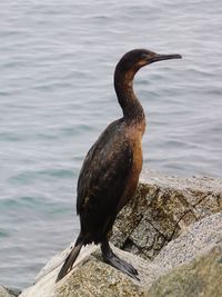 Bird perching on rock by sea